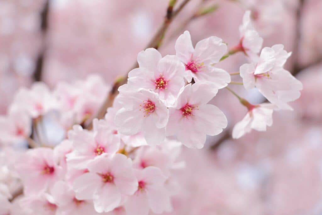 桜のない春!?地球温暖化を考えるきっかけ