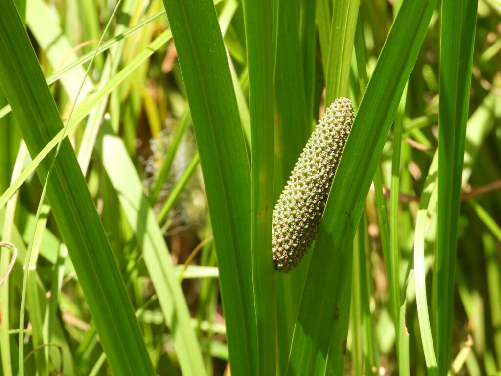 野に咲くショウブ　地味かわいい