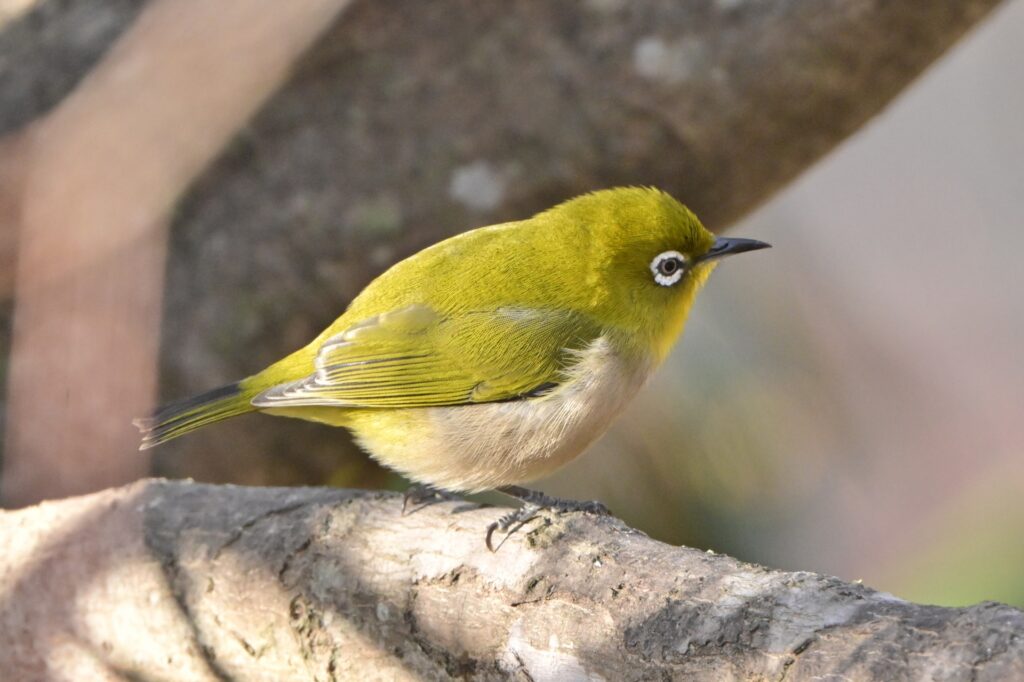 旬を頂く春にしよう！季節の食材はカラダも地球も大喜び！