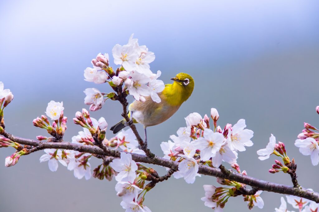 桜のない春!?地球温暖化を考えるきっかけ